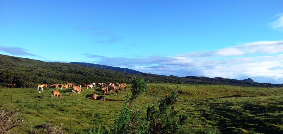 Plaine des Cafres