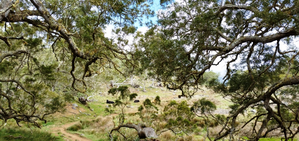 Plaine des Tamarins