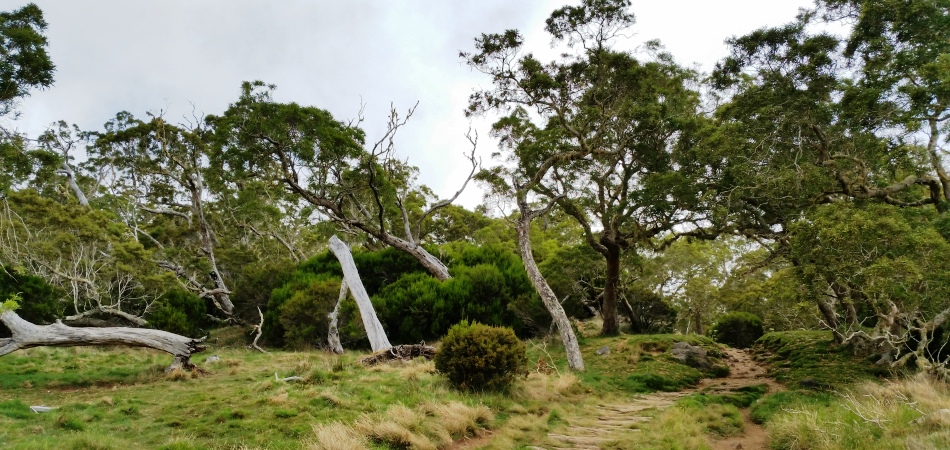 Plaine des Tamarins - cirque de Mafate