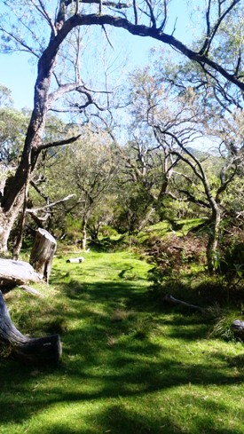 Sentier dans forêt de tamarins des hauts